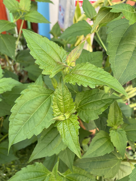 一张植物绿叶与红色建筑背景的照片。图片下载