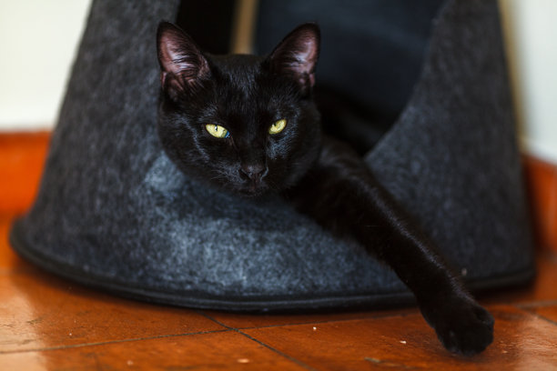 这张图片展示了一只黑猫，拥有引人注目的黄绿色眼睛，正从一个舒适的深灰色毛毡宠物屋中探出头来。猫咪的目光平静而专注，为场景增添了一种安静的好奇感。图片下载