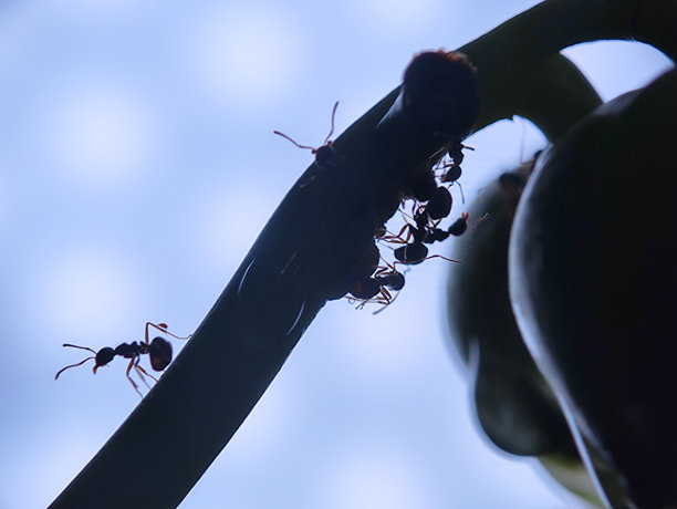蚂蚁在植物上的剪影特写照片图片下载
