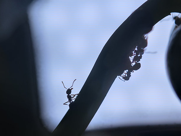 蚂蚁在植物上的剪影特写照片图片下载