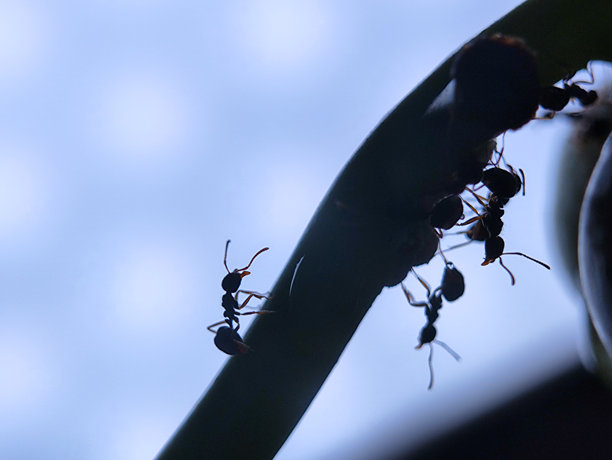 蚂蚁在植物上的剪影特写照片图片下载