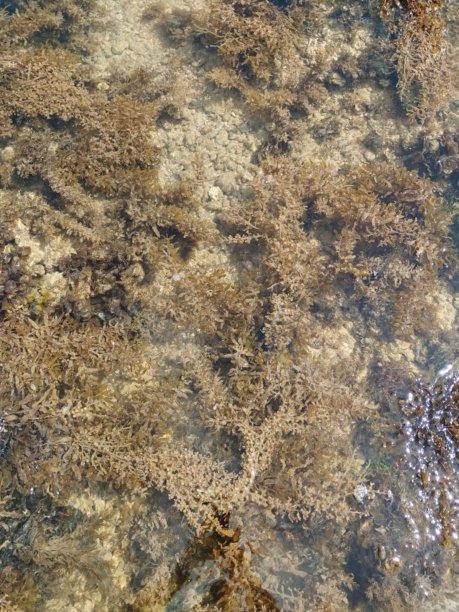 巴西海岸线的珊瑚、牡蛎、沙滩，阳光明媚的大西洋自然美景，巴伊亚，巴西假期图片图片下载