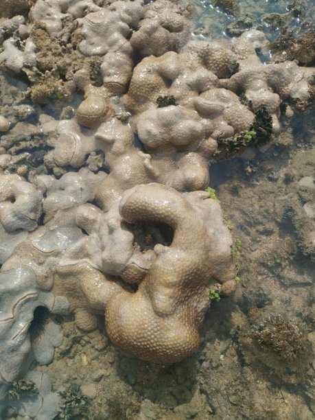 巴西海岸线的珊瑚、牡蛎、沙滩，阳光明媚的大西洋自然美景，巴伊亚，巴西假期图片图片下载