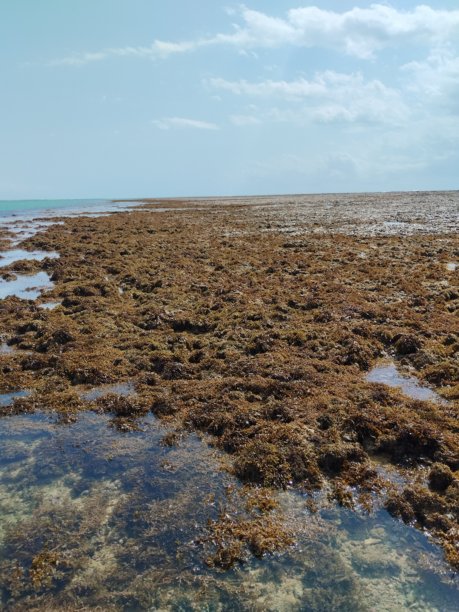 巴西海岸线的珊瑚、牡蛎、沙滩，阳光明媚的大西洋自然美景，巴伊亚，巴西假日图片图片下载