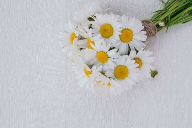 花园中生长的香草照片图片下载