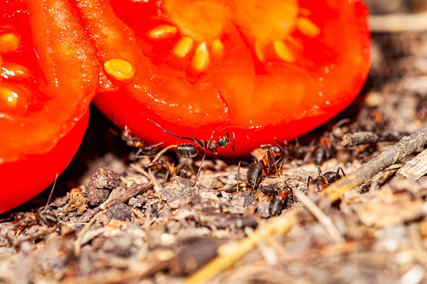 一张特写照片，展示了一颗切成两半的番茄，放在蚁丘上，蚂蚁们从这颗番茄中获取它们所需的一切，这颗番茄非常甜美，富含多种维生素。图片下载