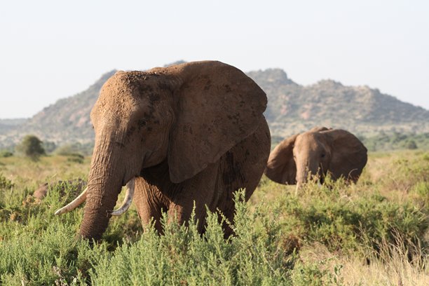 大象图片图片下载
