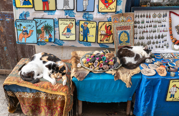猫咪在摩洛哥的旅游商店里休息，周围是麻布袋和五彩缤纷的纺织品，编辑图片图片下载