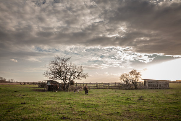 在塞尔维亚扎萨维察的草地上，驴子们在阳光明媚的下午吃草。家驴（Equus Asinus）是一种农场动物。这张照片突显了塞尔维亚的乡村农业和野生动物。图片下载