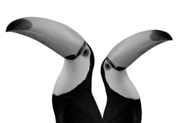 可爱的黑白照片，展示了两只可爱的东京巨嘴鸟的面孔。图片下载