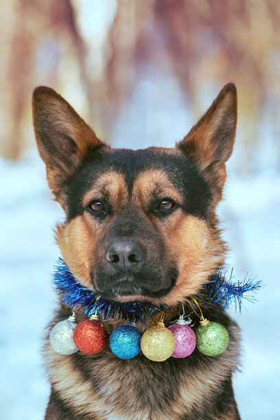 冬季户外戴着圣诞项圈的狗的肖像。圣诞场景。竖版图片图片下载