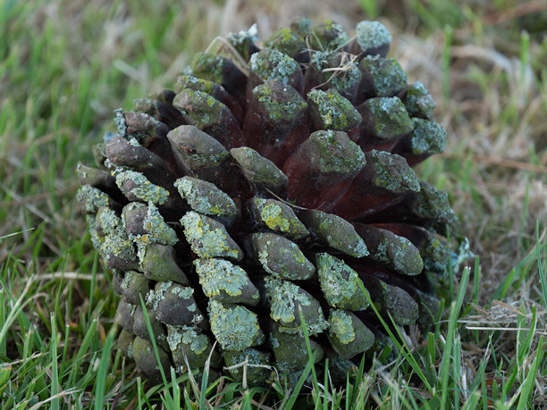 一个松果躺在绿色的草地上，特写镜头。松果的微距照片。绿色和棕色的松果在绿色的草地上。图片下载