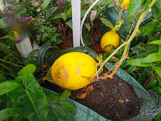 花园里的黄瓜照片图片下载