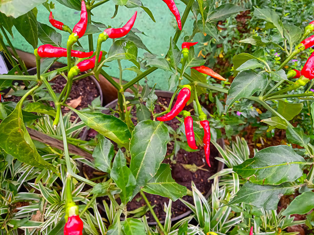 花园里的红辣椒植物照片图片下载