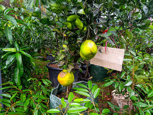 盆栽的柑橘类果树（Dekopon橙子）幼苗照片图片下载