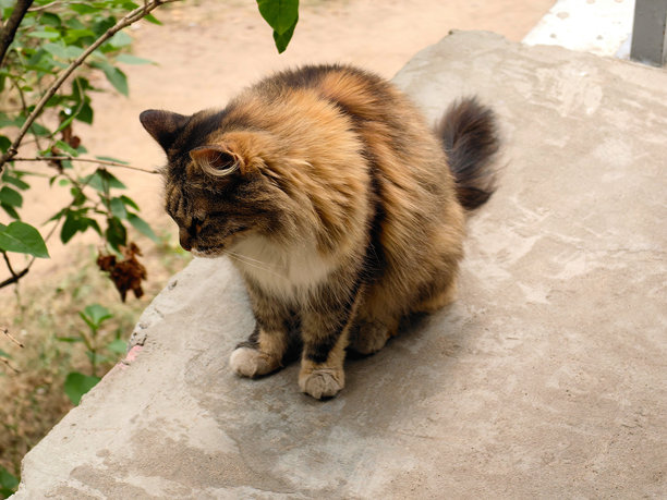 一只明亮的棕米色猫咪，绿眼睛，侧身半侧立在树荫下的门廊门槛上，目光投向远方。流浪动物。俄罗斯。下诺夫哥罗德。2024年7月。照片。图片下载