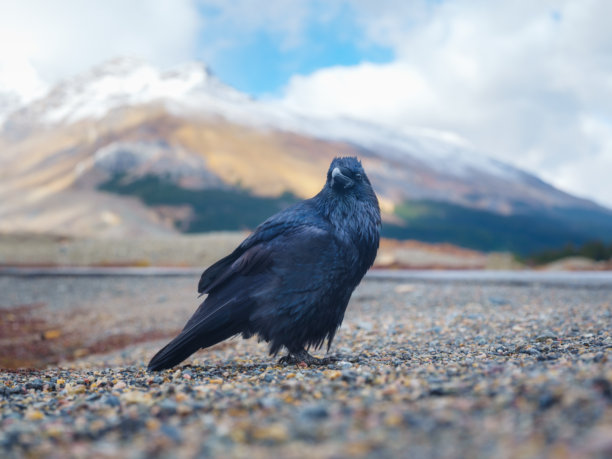 黑色乌鸦。野生鸟类的肖像。野生动物。鸟类在自然背景中。适合设计或背景的照片。图片下载