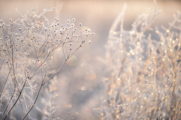 冰冻的花朵在闪闪发光的霜冻草地上。艺术照片。图片下载