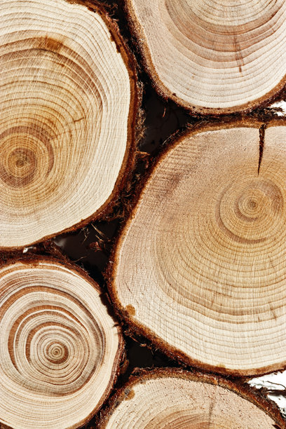自然木质背景，宏观照片展示了杜松木的横截面，细致的年轮纹理和树皮，图形自然有机图案。树木切片的集合，环保理念。图片下载