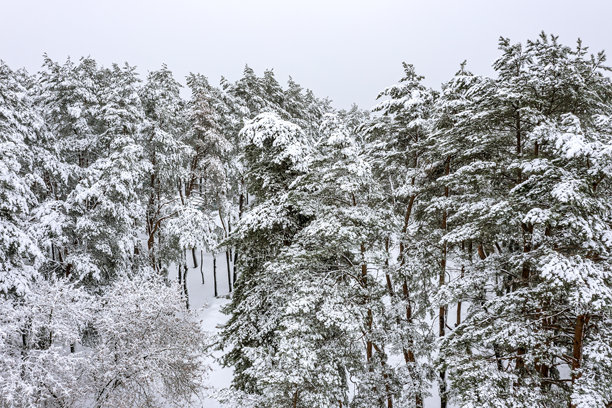 美丽的冬季风景，覆盖着雪的松树。雾霭弥漫的冬日航拍照片。图片下载