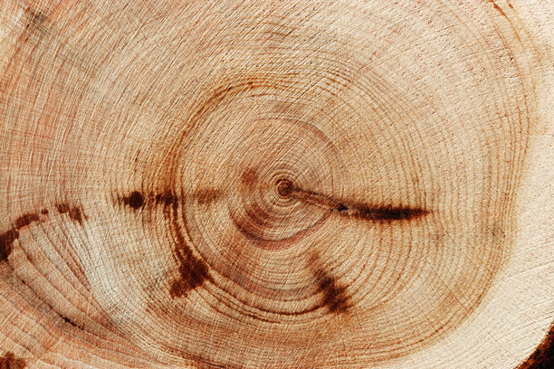 自然木质背景，木纹年轮形成。杜松木横截面的微距照片，图形自然有机图案。锯木的特写，树轮图案，自然光照。图片下载