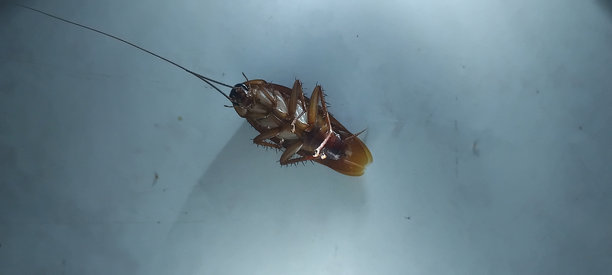 地板上死蟑螂的特写照片图片下载