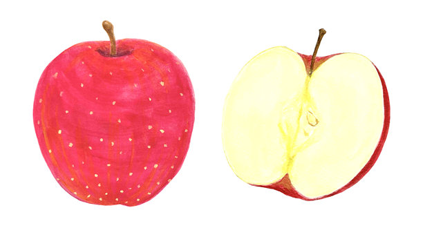 水彩画的半切苹果和红苹果插图素材图片下载