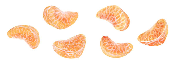 水彩画的柑橘水果插图素材图片下载