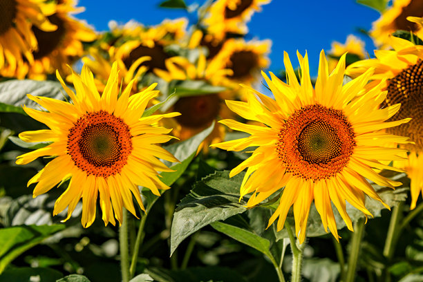 农业田野上金黄色的向日葵与天空中的云朵相映成趣。向日葵田。金色日落。向日葵特写。农业产业。花卉图片。图片下载