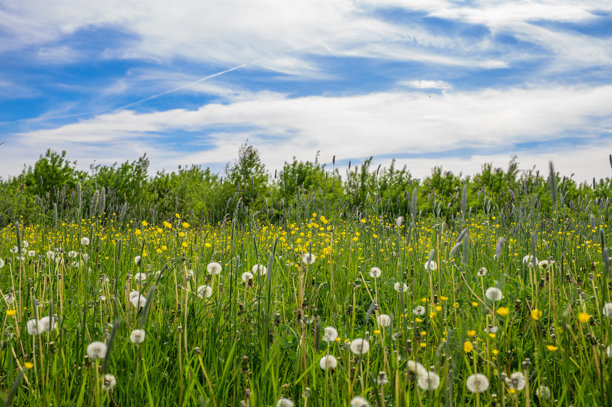 春天草地的新鲜微风照片壁纸图片下载