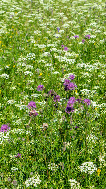 野花盛开的草地。紫色的矢车菊草地和白色的蓍草在绿色草坪的背景下。竖版图片图片下载