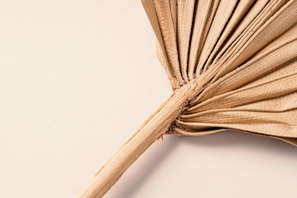 干枯的棕榈叶在米色背景上。平铺。俯视图。留白。调色图片。图片下载