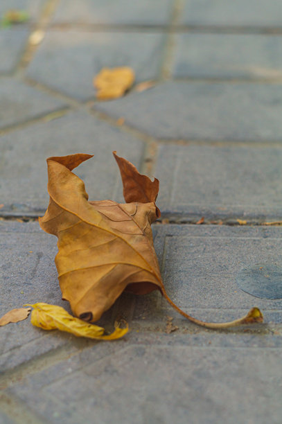 秋天的黄色枯枫叶边缘卷曲，特写垂直照片，躺在铺砖的人行道表面上。象征着天气变化、季节更替、生活方式。图片下载