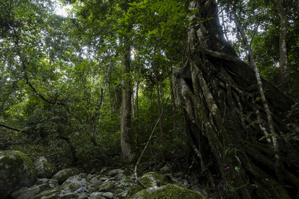 森林中的大树-库存照片图片下载