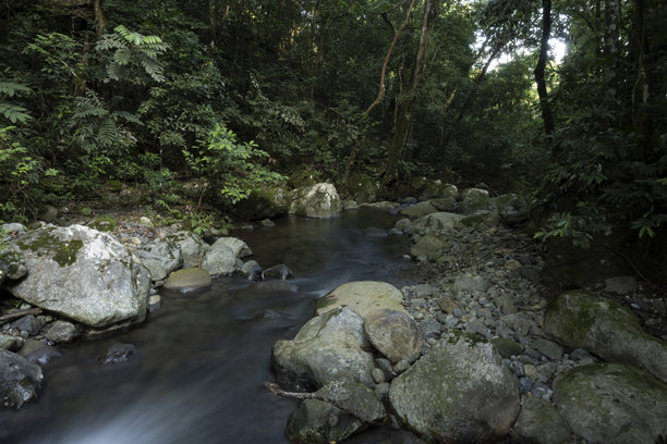 森林中自然河流的美丽 - 库存照片图片下载