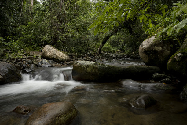 森林中自然河流的美丽 - 库存照片图片下载