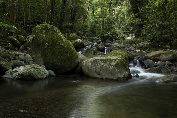 森林中自然河流的美丽 - 股票照片图片下载