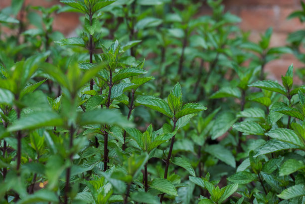 花园中生长的香草照片图片下载