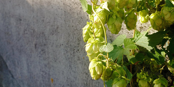 灰色混凝土背景上的绿色啤酒花果实全景照片。右侧是绿豆芽。图片下载