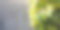 灰色混凝土背景上的绿色啤酒花果实全景照片。右侧是绿豆芽。图片下载