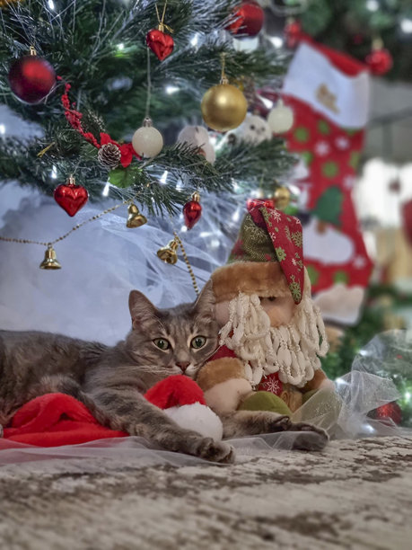 一只满足的灰色猫咪，绿眼睛，躺在圣诞树下的竖版照片。圣诞节或新年概念。图片下载