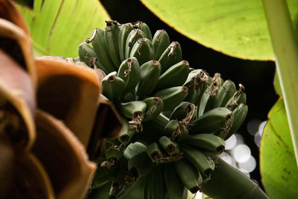 未成熟的绿色香蕉簇的特写照片，周围环绕着宽大而生机勃勃的香蕉叶。突显丰富的质感和复杂的细节，展现自然、有机的美学和农业主题。图片下载