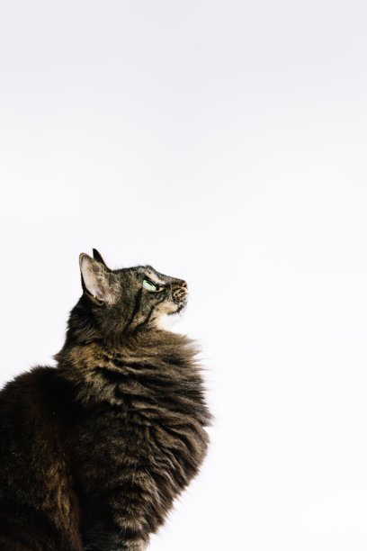 垂直照片，威严的虎斑猫仰望着简约的白色背景。动物概念。图片下载