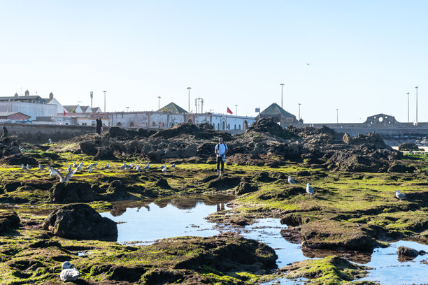 摩洛哥男子在退潮时收集海贝壳。海岸线被海藻和岩石覆盖，编辑图片图片下载