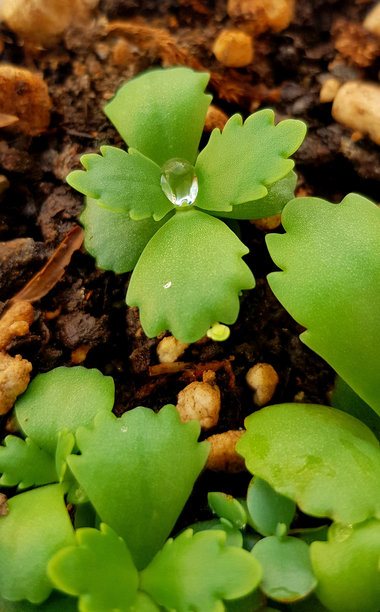 小绿叶间的水滴照片图片下载