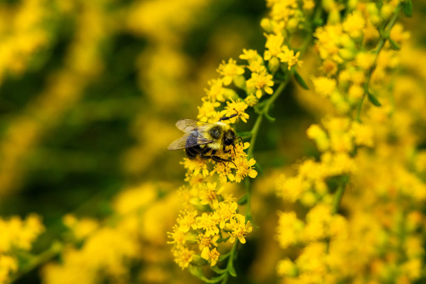 蜜蜂在黄色花朵上采集花粉的特写照片。图片下载