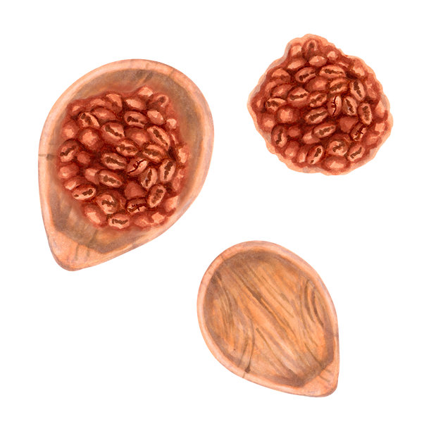 木勺与咖啡豆。水彩和马克笔插图。俯视图。罗布斯塔和阿拉比卡风味的种子。手绘独立艺术。国际咖啡日。带物体的香气饮品剪贴画。图片下载