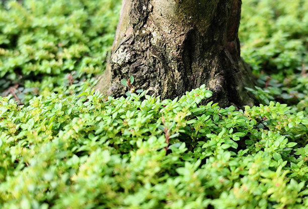 模糊的草地和盆栽树干的照片图片下载