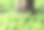 模糊的草地和盆栽树干的照片图片下载
