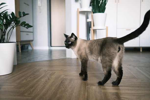 蓝眼睛的暹罗猫在家居室内。家猫在斯堪的纳维亚风格的客厅的镶木地板上走动。适用于兽医诊所和猫咪网站的图片。图片下载